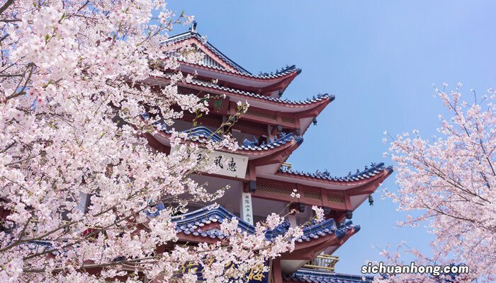 樱花有几片花瓣儿 樱花有几片花瓣