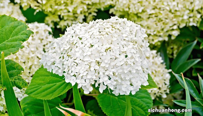 雪球花怎么养护 雪球花怎么养