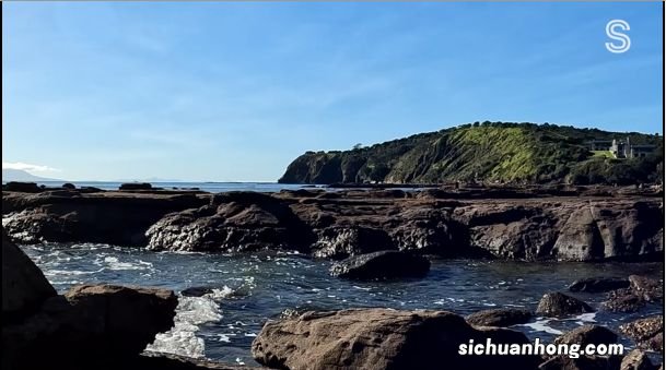 奥克兰附近这处赶海胜地，海星都要被吃完了！当地人警告......