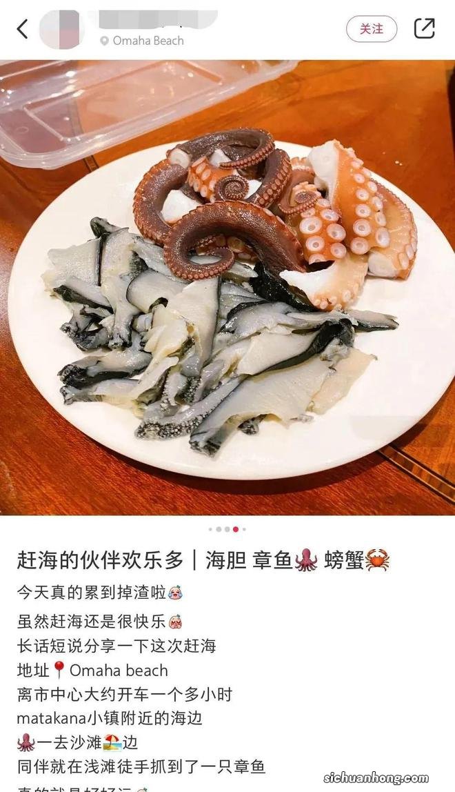 奥克兰附近这处赶海胜地，海星都要被吃完了！当地人警告......