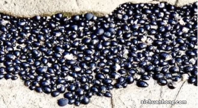 奥克兰附近这处赶海胜地，海星都要被吃完了！当地人警告......