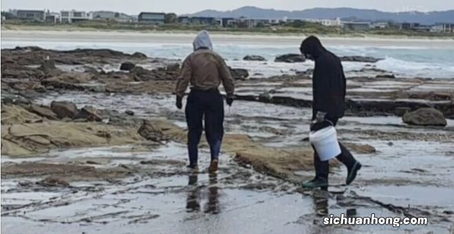 奥克兰附近这处赶海胜地，海星都要被吃完了！当地人警告......