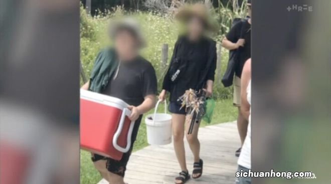 奥克兰附近这处赶海胜地，海星都要被吃完了！当地人警告......