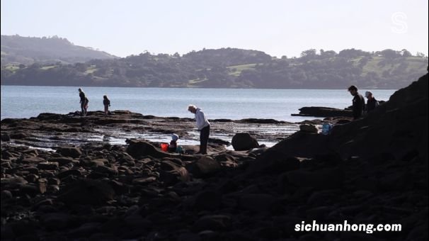 奥克兰附近这处赶海胜地，海星都要被吃完了！当地人警告......