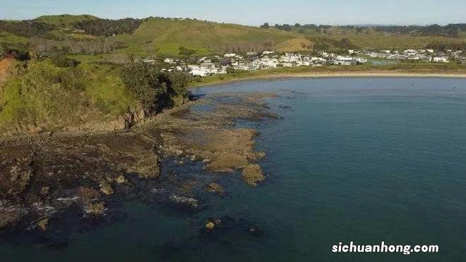 奥克兰附近这处赶海胜地，海星都要被吃完了！当地人警告......