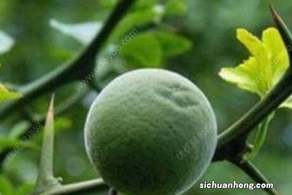 枳子和橙子有什么区别？怎么辨别枳子和橙子？