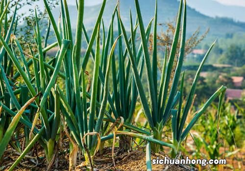 种蒜苗施什么肥