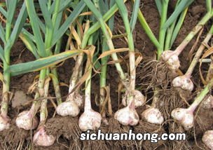 种蒜苗施什么肥