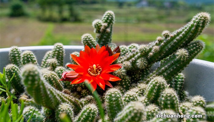 仙人球的花语是什么 仙人球花花语