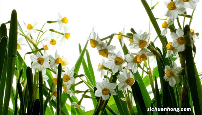 秋水仙有什么作用和价值呢 秋水仙有什么作用和价值