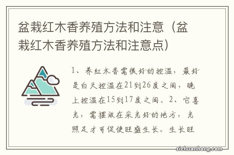 盆栽红木香养殖方法和注意点 盆栽红木香养殖方法和注意