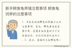 新手鳄鱼龟养殖注意事项 鳄鱼龟饲养的注意事项