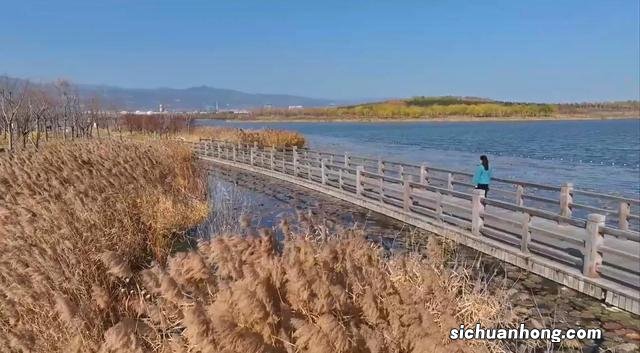 太原晋阳湖 芦苇曼妙风光美