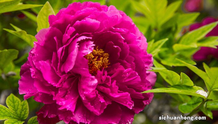 牡丹花苗种植方法和时间 牡丹花苗种植方法