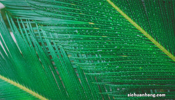 铁树怎么养枝叶更茂盛呢 铁树怎么养枝叶更茂盛