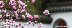 玉兰花花语是什么? 玉兰花花语是什么