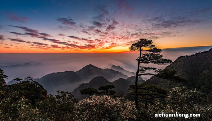 松树的外形和特征是怎样的? 松树的外形和特征