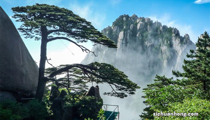 松树的外形和特征是怎样的? 松树的外形和特征