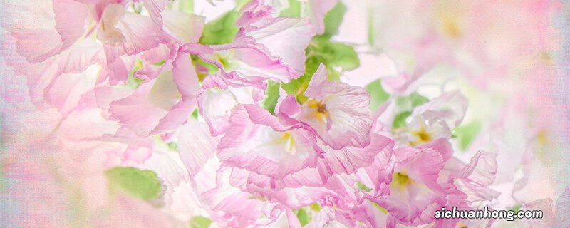 勿忘我的养殖方法和注意事项视频 勿忘我的养殖方法和注意事项