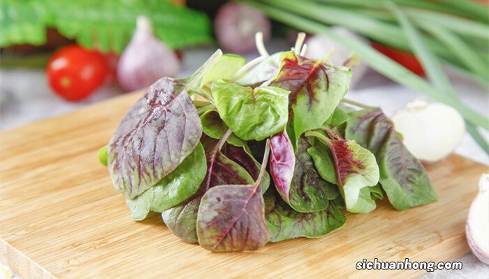 雁来红怎么养 雁来红的养殖方法和注意事项