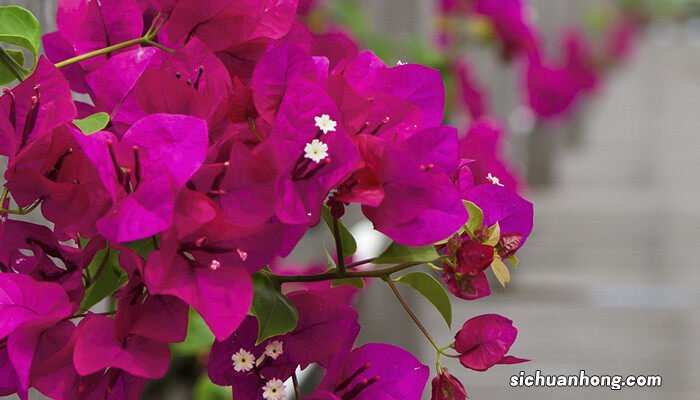 三角梅如何养护 三角梅如何养