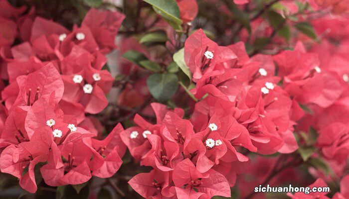 三角梅如何养护 三角梅如何养