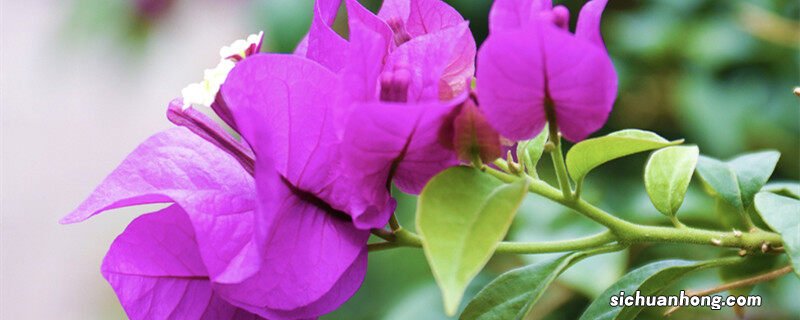 三角梅如何养护 三角梅如何养