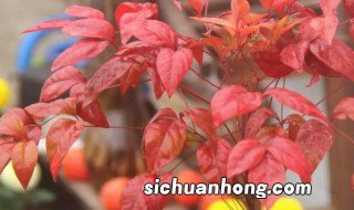 天竹怎么养才长得好 天竹怎么养才长得好看