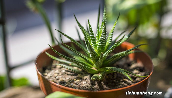 沙漠植物有哪些特点 沙漠植物有哪些