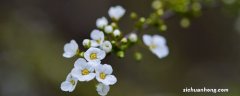 喷雪花怎么种植 喷雪花怎么种