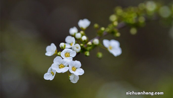 喷雪花的养殖方法和注意事项 喷雪花的养殖方法