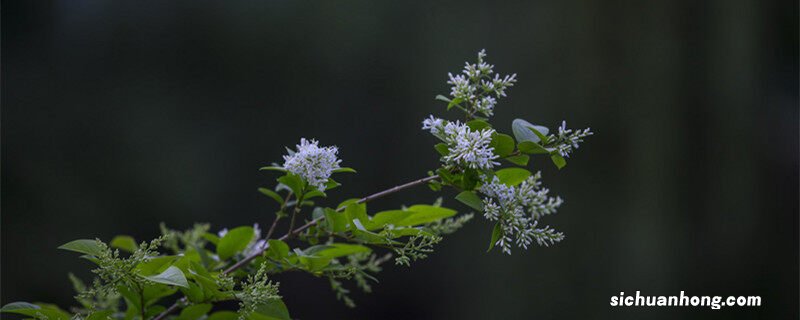 九里香三年能长多大 九里香3年能长多粗