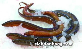 黄鳝治什么功效