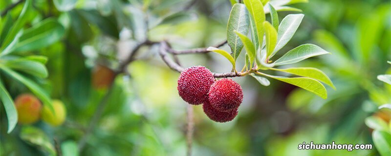 杨梅什么时候成熟季节 杨梅什么时候成熟