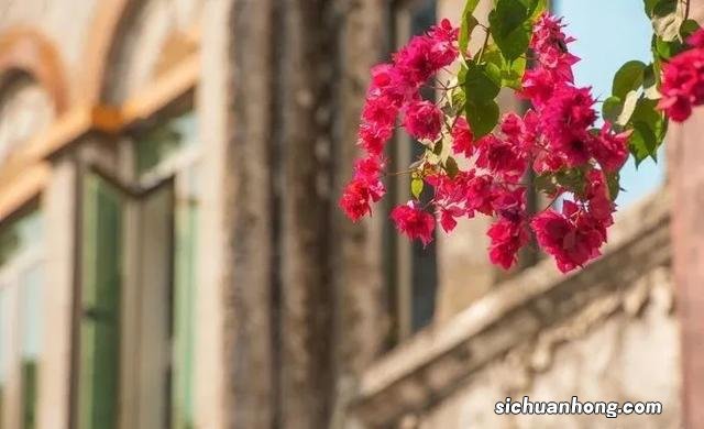 比厦门人少,比三亚更适合养老,只想在这座海边小城赖着不走