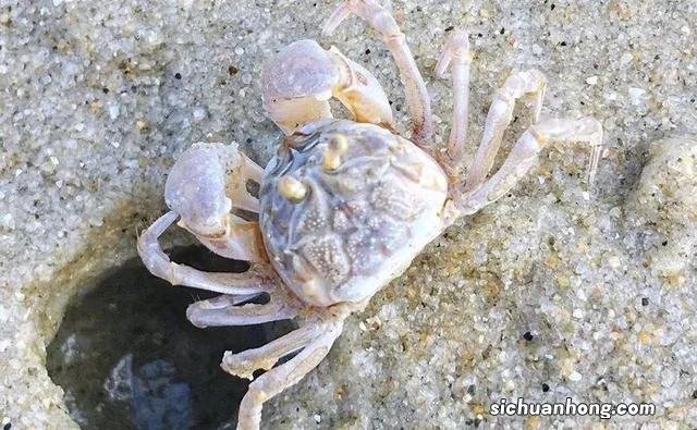 比厦门人少,比三亚更适合养老,只想在这座海边小城赖着不走