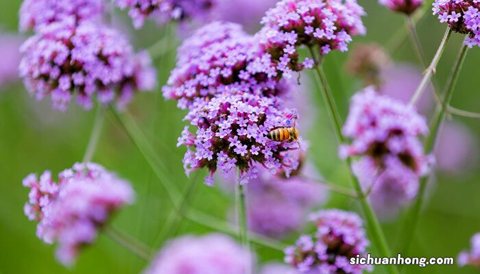 十二星座的守护花 薰衣草的花语和寓意
