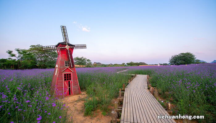 十二星座的守护花 薰衣草的花语和寓意