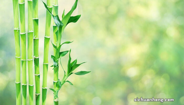 节节高怎么养才好 节节高怎么养才茂盛