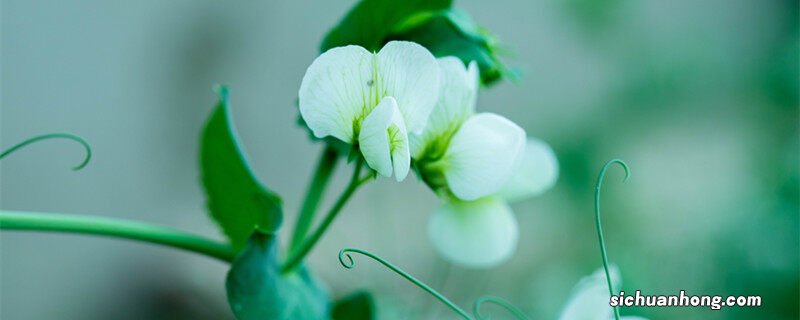 豌豆花是完全花吗? 豌豆花是完全花吗