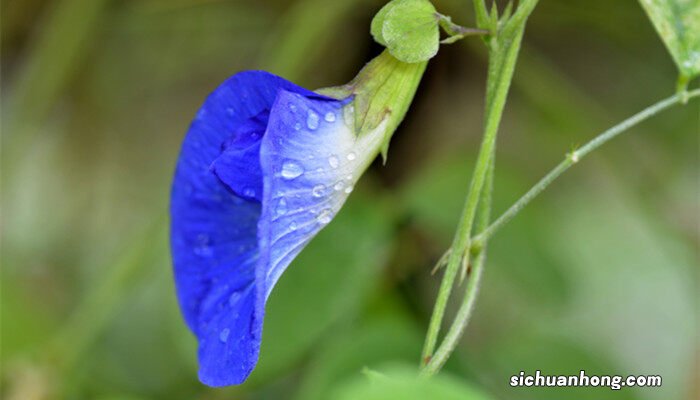 豌豆花是完全花吗? 豌豆花是完全花吗