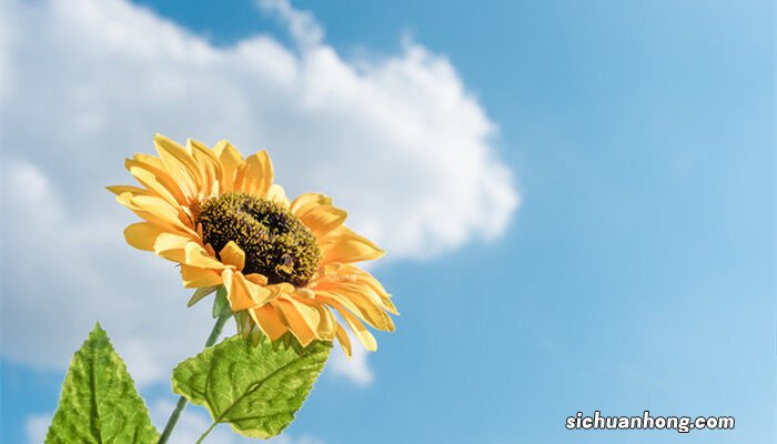 向日葵的花语和寓意及支 向日葵的花语和寓意几支