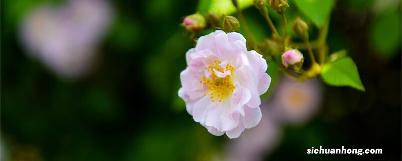 茶靡花语什么意思 茶靡的花语和寓意