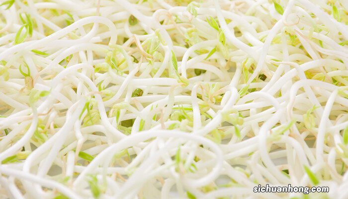 银条菜是什么植物的根 银条菜是什么植物