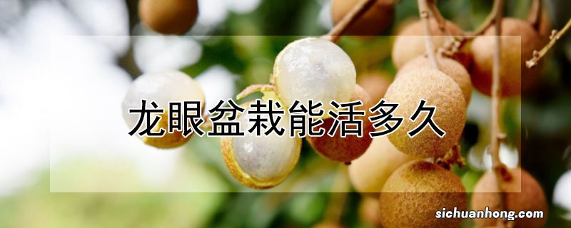 龙眼盆栽能活多久