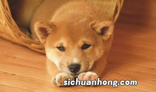 梦见狗和猪是什么意思 梦见狗和猪是什么意思解梦