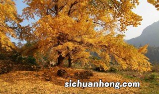 南雄银杏最佳观赏时间 南雄银杏什么时候去看好