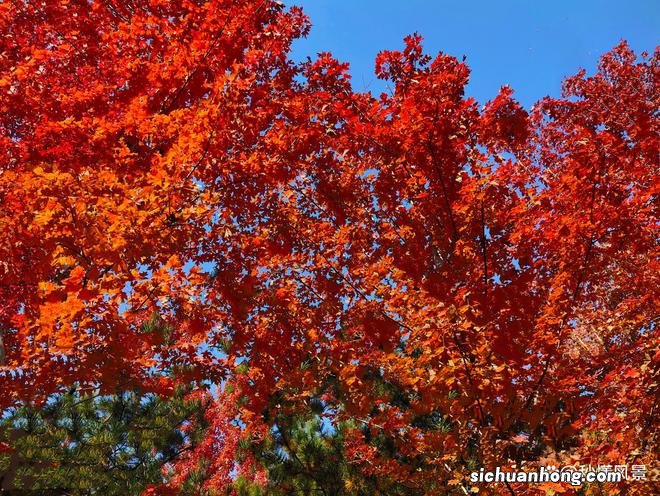 北京二环内现特大“城市森林”,适合遛娃赏秋,免费却少有人知