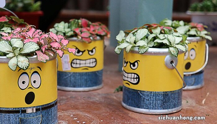 网纹草的寓意和象征 网纹草的养殖方法和注意事项