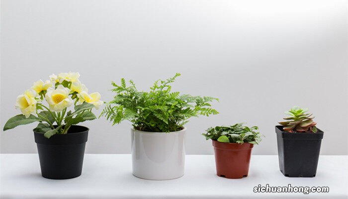 网纹草的寓意和象征 网纹草的养殖方法和注意事项